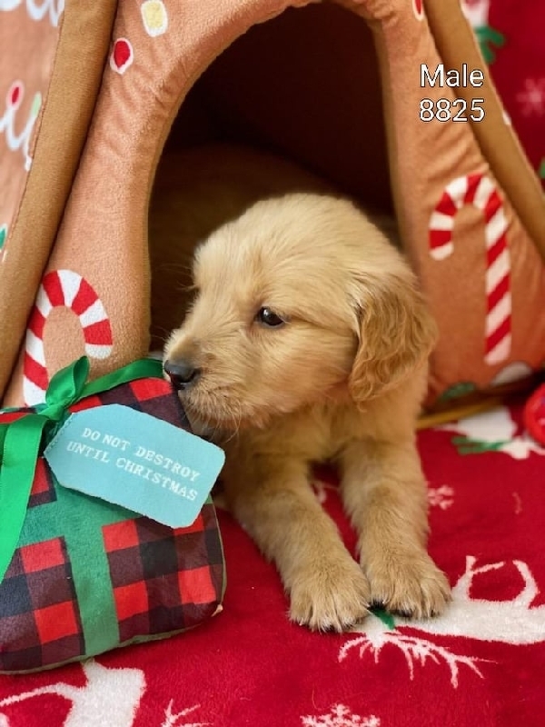 Ipublish Marketplace Akc Golden Retriever Puppies