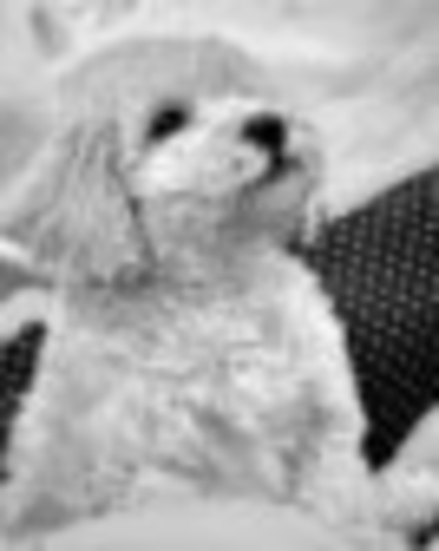 iPublish MarketPlace Pets Dogs