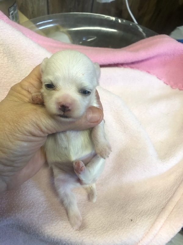 iPublish MarketPlace - MALTESE FEMALE FOR CHRISTMAS