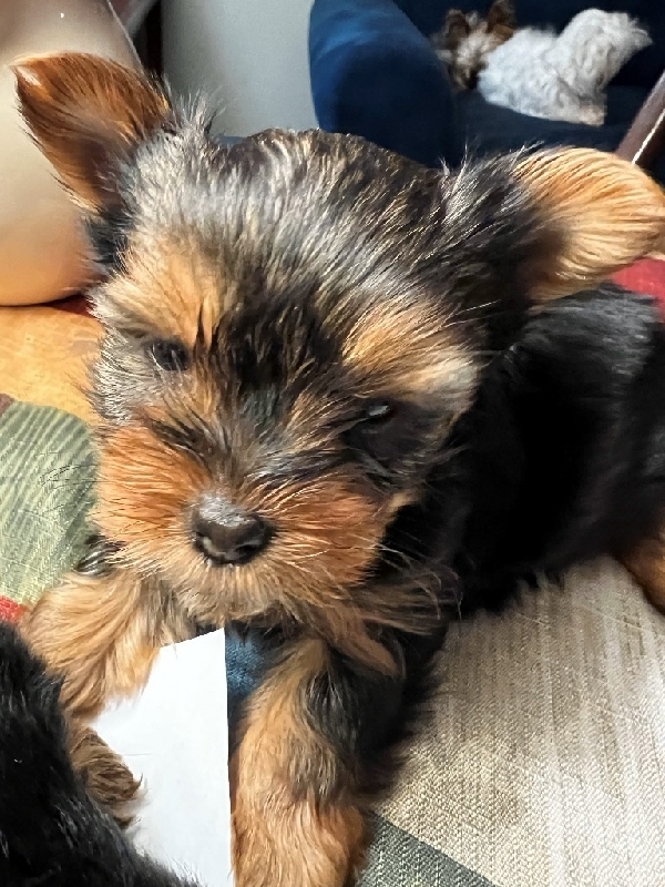 iPublish MarketPlace CKC YORKIE PUPPIES