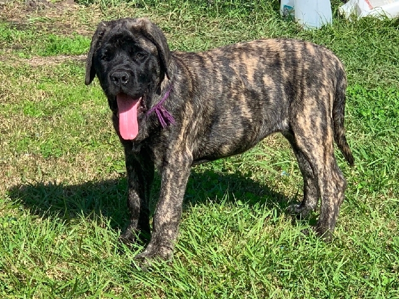 American Mastiff Puppies Maso Mastiff English Mastiff Mixed With